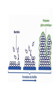 BIOFILMS 2